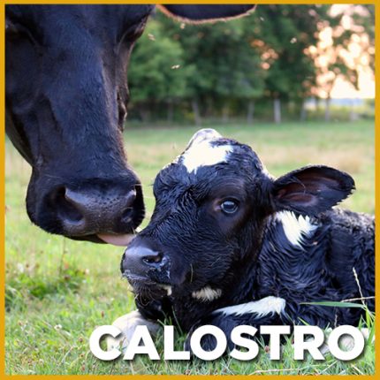 Vaca de leche lamiendo a su ternero