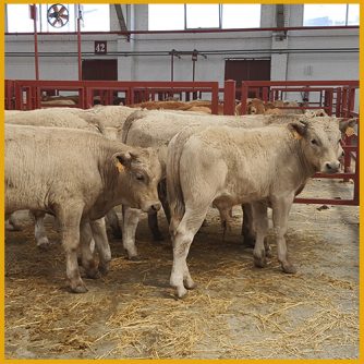 Terneros en la lonja y mercado de Salamanca 28 febrero 2022
