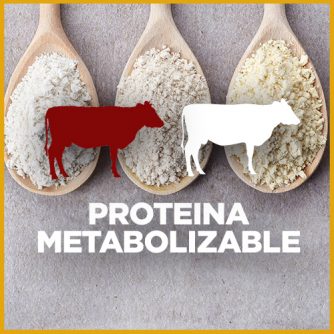Vacas y la proteína metabolizable