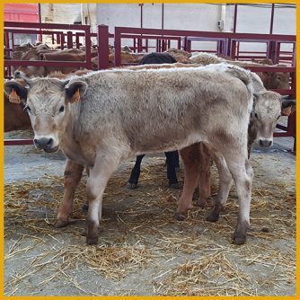 Ternero en la lonja y mercado de Salamanca 4 Abril 2022