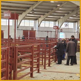 Lonja y mercado de Salamanca terneros 28 marzo 2022