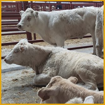 Terneros en venta mercado y lonja Salamanca 3 mayo 2022