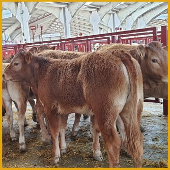 Terneros de raza limusin para venta en la lonja de Salamanca 9 mayo 2022