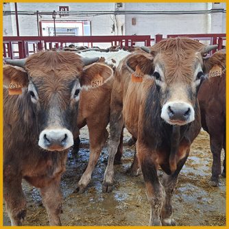 Terneros para venta en el mercado de Salamanca 30 Mayo 2022