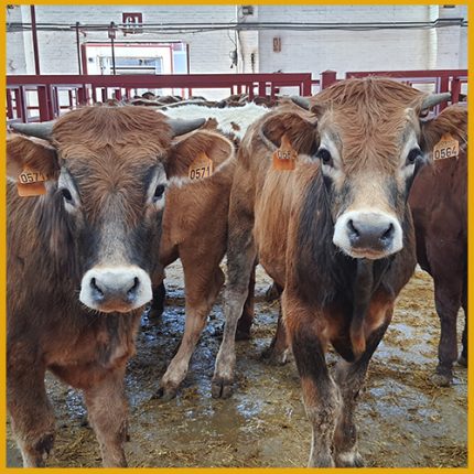 Terneros para venta en el mercado de Salamanca 30 Mayo 2022