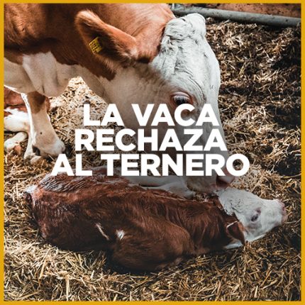 Vaca con su ternero recién nacido