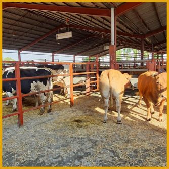 Vacas y terneros en el mercado de Salamanca 25 julio 2022
