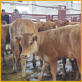 Terneros para venta en lonja y mercado Salamanca 4 julio 2022