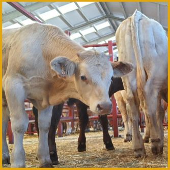 Terneros en el mercado de Salamanca 3 de octubre de 2022