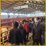 Ganaderos y tratantes en el mercado de Salamanca
