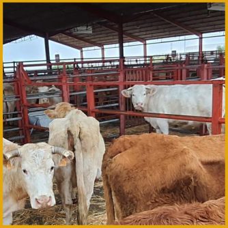 Vacas y terneros en mercado de Salamanca