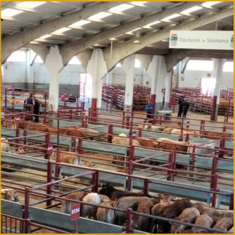 Terneros en el mercado de ganado de Salamanca