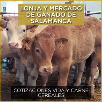 Terneros en el mercado de ganado de Salamanca