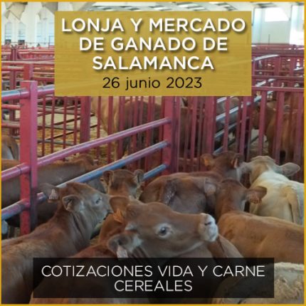 Terneros en el mercado de ganado de Salamanca