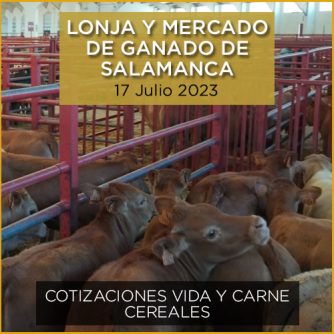 Terneros en el mercado de ganado y lonja de Salamanca 17 julio 2023