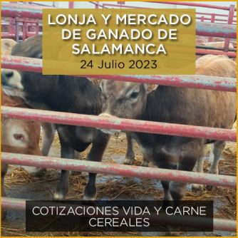 Terneros en el mercado de ganado y lonja de Salamanca