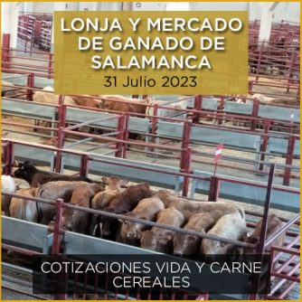 Terneros en el mercado y lonja de ganado de Salamanca 31 julio 2023