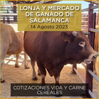 Toros en el mercado y lonja de ganado vacuno de Salamanca