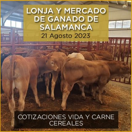 Terneros de Limusín en el mercado y lonja de vacuno de Salamanca
