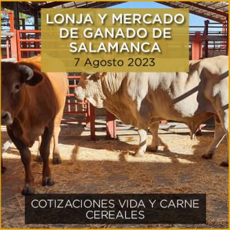 Vaca y toro en mercado de ganado vacuno de Salamanca