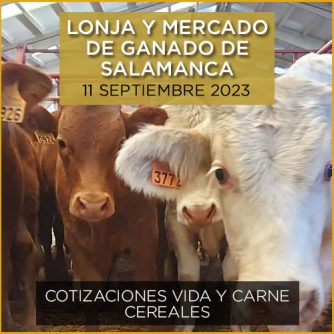 Terneros en el mercado de ganado de Salamanca