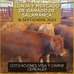 Terneros raza Limusín en la lonja y mercado de ganado de Salamanca
