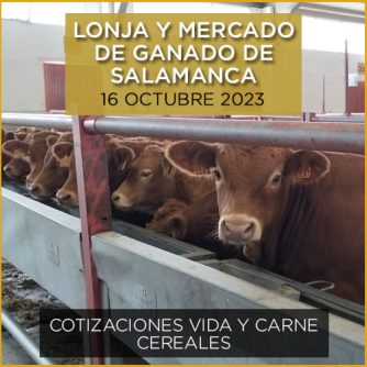 Terneros raza Limusín en el mercado de ganado vacuno de Salamanca