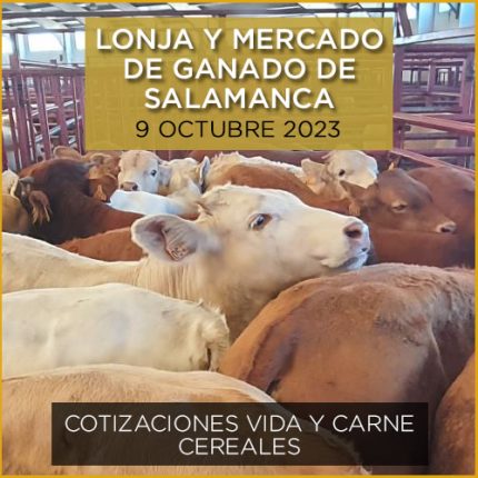 Terneros de cebo en el mercado de ganado vacuno de Salamanca