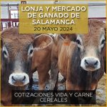 Análisis lonja y mercado ganado vacuno Salamanca 20 mayo 2024
