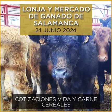 Terneros en lonja y mercado ganado vacuno salamanca