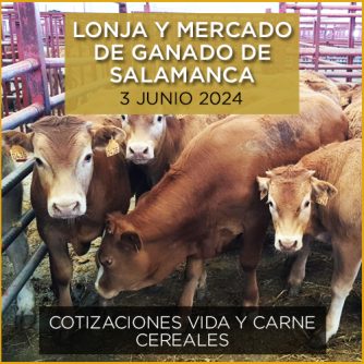 Terneros lonja y mercado Salamanca 3 junio 2024