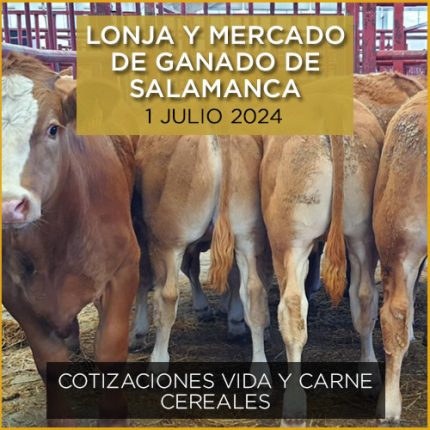 Terneros lonja ganado vacuno salamanca 1 julio 2024