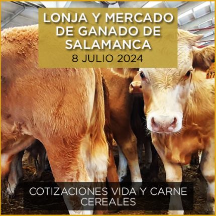 Terneros mercado y lonja Salamanca 8 julio 2024