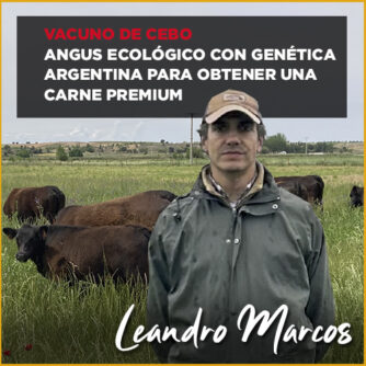Vacuno Angus en ecológico, carne de ternera Premium