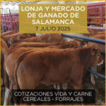 Análisis de la lonja y mercado de ganado vacuno de Salamanca 7 de julio